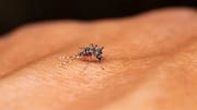 Florida battles decades' biggest dengue outbreak, surpassing 250 local cases
