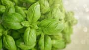 Grow basil indoors like a pro with these easy tips