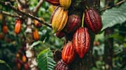 How to grow cacao at home