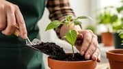 Gardening 101: How to select the perfect potting mix