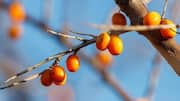 Sea buckthorn is a superfood of sorts