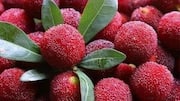 Yangmei: A unique fruit packed with nutrients 