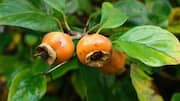 Why you should know about medlar fruit