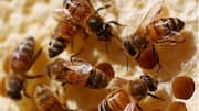 Honeybees are pushing out wild pollinators in race for nectar