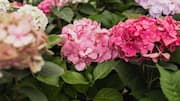 How to keep your hydrangeas blooming
