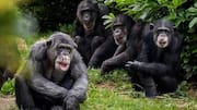 See chimpanzees up close on this wild forest trek 