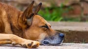 Keep your anxious dog calm with these simple tips