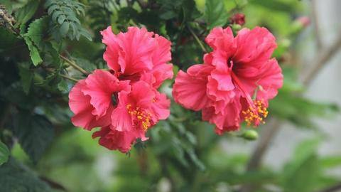 5 plants that soak up summer heat like a boss 5 plants that soak up summer heat like a boss