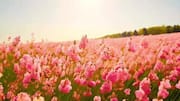 You must visit these flower fields in Hokkaido