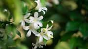 How to grow jasmine in your garden