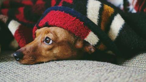 Here's how you can make Diwali enjoyable for your pets Here's how you can make Diwali enjoyable for your pets