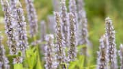 How to keep your indoor agastache healthy