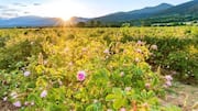 Bulgaria's Rose Valley: A paradise you need to visit