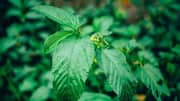 5 surprising uses of jute leaves 