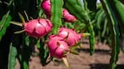 How dragon fruit leaves are used in cooking