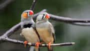 Scientist wins $100,000 prize for 'talking' to birds