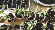 Indoor gardening made easy: 5 ideas you'll love