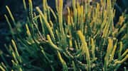 Salicorne: A tiny plant with big health benefits