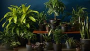 Transform your space with these low-light indoor plants