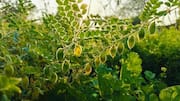 Chickpea leaves: A hidden superfood you should try