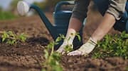 Why gardeners use vinegar for plant care