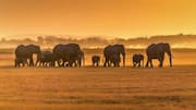 Where to spot wild elephants in Gabon