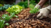 How to use avocado pits for healthy soil