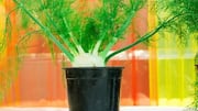 How to grow fennel in containers