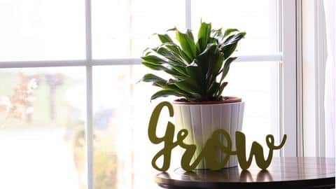 International Plant Appreciation Day 2022: Spread the joy of greenery International Plant Appreciation Day 2022: Spread the joy of greenery