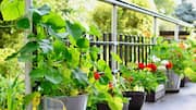 To create your dream balcony garden, use this AI tool