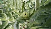 Grow healthy Jerusalem artichokes in containers