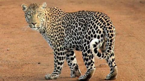 Vadodara girl adopts zoo leopard after losing her pet dog Vadodara girl adopts zoo leopard after losing her pet dog