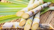Creative ways to use sugarcane in dishes