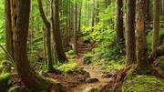For nature lovers: Scenic forest trails in Luxembourg