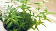 Lemon verbena: What makes this plant so special 