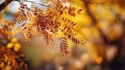 Surprising health benefits of honey locust
