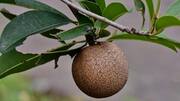 How to spot the best sapodilla at the market