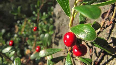 Uva ursi: What makes this herbal supplement so popular? Uva ursi: What makes this herbal supplement so popular?