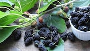 Why mulberries deserve a place in your daily diet 