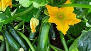 How to cook with zucchini blossoms