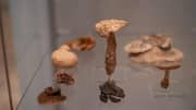 Can fungi make music? This museum show makes it real