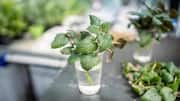 How to grow mint in water