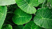 5 nutritious dishes using taro leaves