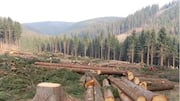 We are running out of time to restore forests: UN