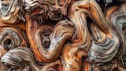 What is bark art?