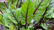 5 amazing health benefits of sorrel leaves