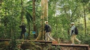 How mindful nature walks can boost your creativity