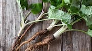 Burdock root: All about the highly nutritious vegetable 