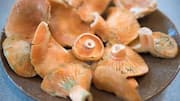 Saffron milk cap: The mushroom chefs are loving 