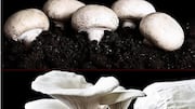 Button v/s oyster: Which mushroom is more nutritious?